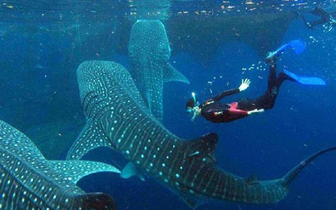 Whale Sharks Watching Experience